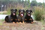 BEAUCERON 414